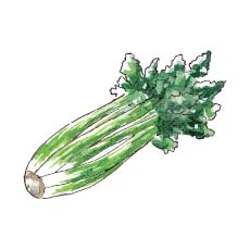 Celery