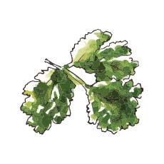 Coriander