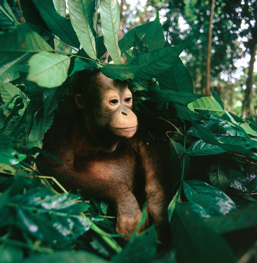 INTERNAL USE ONLY. Young orangutan photographed in Indonesia.